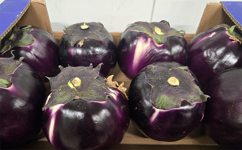 Melanzana viola - Sicilia - 3,80 euro al chilogrammo